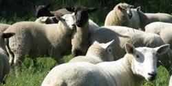 Afghan Halal Farm