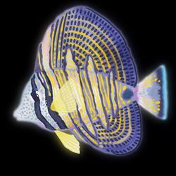 Sailfin Productions