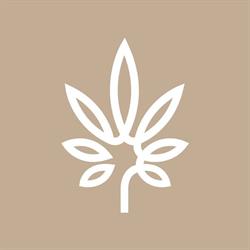 Lolly Cannabis