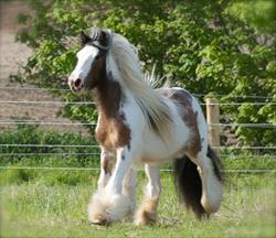 Sonview Ranch