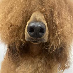 All About Dogs