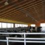 Rising Structures was called out to Matsqui, BC to build this large 6 rows dairy barn with 200+ stalls and automatic manure scraper. Comfort stalls supplied by United Argri. Stalls, gates, water troughs, and alley scrapers supplied by Mid valley man Rising Structures was called out to Matsqui, BC to build this large 6 rows dairy barn with 200+ stalls and automatic manure scraper. Comfort stalls supplied by United Argri. Stalls, gates, water troughs, and alley scrapers supplied by Mid valley man