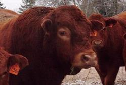 Hi-Valley Limousin