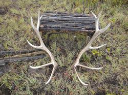 Lodestar Outfitters