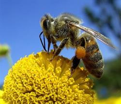 Caspian Apiaries