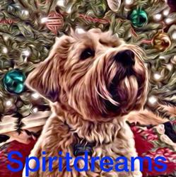 Spirited Dreams Wheaten Kennels