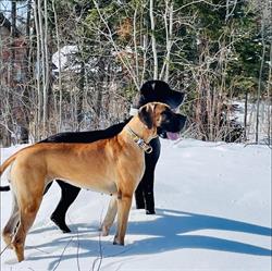 Le Chien d'Or