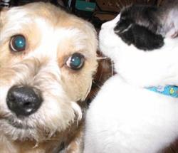 Pets Beautiful