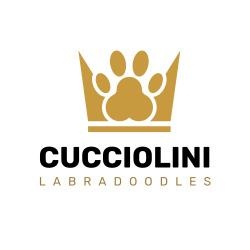Labradoodles by Cucciolini
