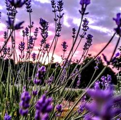 Amethyst Hills