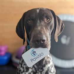 Pawsio Canine Rehab
