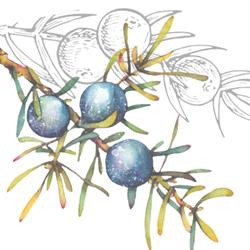 Juniper Midwives