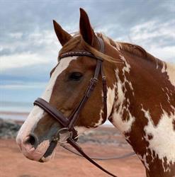 Callan Saddlery