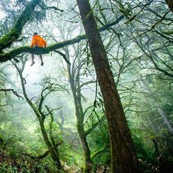 Services d'Arbres des Hauteurs