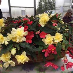 Fenton Greenhouses