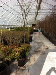 Charter Creek Nursery