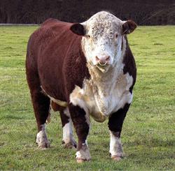 Courtenay Herefords