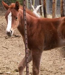 Burns Quarter Horses and Equestrian Center