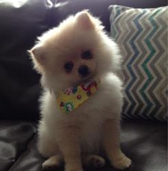 All Breed Dog Grooming
