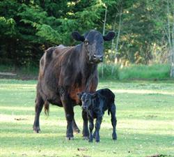Furness Farm