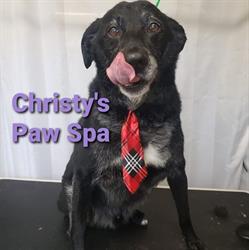 Christy's Paw Spa