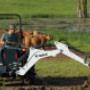 Rancher Digging Trench Using Backhoe Attachment On Bobcat Compact Tractor with Cattle in Background Rancher Digging Trench Using Backhoe Attachment On Bobcat Compact Tractor with Cattle in Background