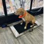 Not sure if your pup is fit or fat? Come and use our instore scale. Not sure if your pup is fit or fat? Come and use our instore scale.