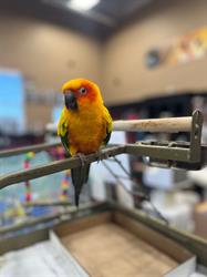 Pet Valu