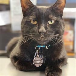 Pet Valu