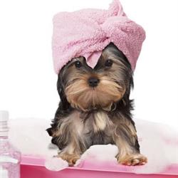 The Salty Paw Grooming Salon