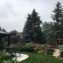 Garden after Birch tree removal. Garden after Birch tree removal.