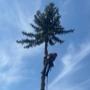 About to \send\ the top of a spruce tree being removed. Top was lowered with ropes to prevent driveway damage. About to \send\ the top of a spruce tree being removed. Top was lowered with ropes to prevent driveway damage.