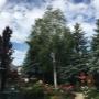 Birch tree to be removed. It was encroaching on the Blue Spruce trees. Birch tree to be removed. It was encroaching on the Blue Spruce trees.