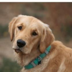 Golden Retriever Kennel BC