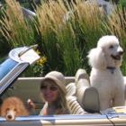 Isle of Poodles