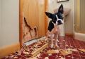 Dog-training
