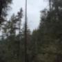 Tackle tall trees with ease! Our specialized tree services are tailored for towering heights. From trimming to removal, we reach new heights in tree care. Trust us for your lofty landscapes! Tackle tall trees with ease! Our specialized tree services are tailored for towering heights. From trimming to removal, we reach new heights in tree care. Trust us for your lofty landscapes!