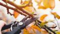 Tree pruning & trimming