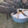 Adapt-A-Ball tank in action, essential for a herd of cattle. Ensuring reliable nutrition, it stands as a symbol of efficient molasses provision in agriculture, blending seamlessly with the daily routine of the herd. Adapt-A-Ball tank in action, essential for a herd of cattle. Ensuring reliable nutrition, it stands as a symbol of efficient molasses provision in agriculture, blending seamlessly with the daily routine of the herd.