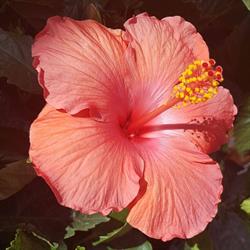 Inspirations Flowers & Gifts