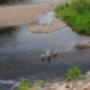 Dog-friendly riverfront campsites Eastville NS Dog-friendly riverfront campsites Eastville NS