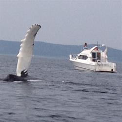 Perrin's Marine Adventures/Perrin's Marine Services Ltd.