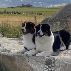 Big Rock Australian Shepherds