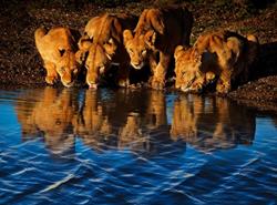Safari-Rendezvous African Travel Adventures