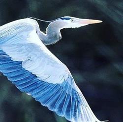 Blue Heron Pizza Co.