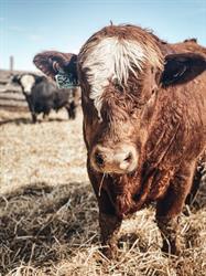 Mud Butte Simmentals