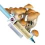 Spores de Champignons Spores de Champignons