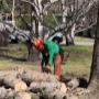Ensuring a thorough clean-up after tree removal or trimming is essential for both the aesthetics of the property and its safety. Proper clean-up not only enhances the visual appeal but also eliminates potential hazards. Ensuring a thorough clean-up after tree removal or trimming is essential for both the aesthetics of the property and its safety. Proper clean-up not only enhances the visual appeal but also eliminates potential hazards.