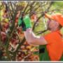 Our year-round tree services include anything to do with the health and growth of your trees, shrubs and bushes. Whether you are removing dead wood from the tree, pruning the tree, or removing a tree, we employ a team capable of helping you. Our year-round tree services include anything to do with the health and growth of your trees, shrubs and bushes. Whether you are removing dead wood from the tree, pruning the tree, or removing a tree, we employ a team capable of helping you.