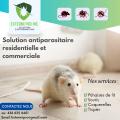 extermination-de-souris